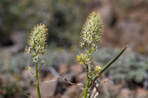 Toxicoscordion paniculatum, photograph 6