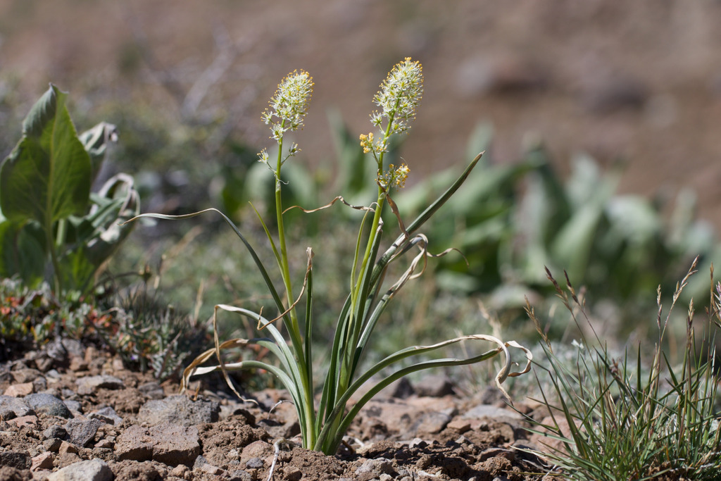 Toxicoscordion paniculatum; photograph (c) Arvel Hernandez, some rights reserved (CC BY)