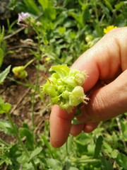 Calendula pachysperma