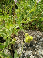 Calendula pachysperma