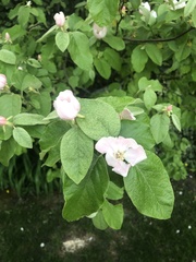 Cydonia oblonga