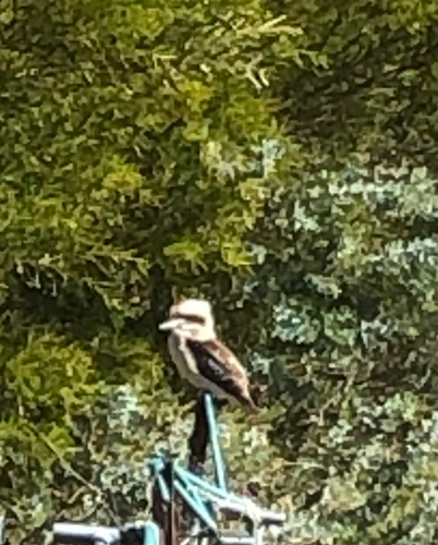 Laughing Kookaburra