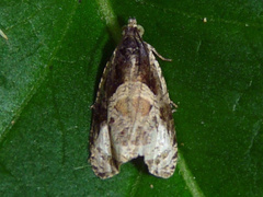 Olethreutes connectum
