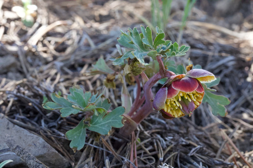 Brown's peony (Paeonia brownii)
