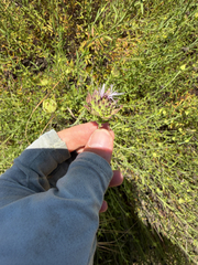 Monardella viminea, photograph (c) Rachel Allingham, some rights reserved (CC BY)