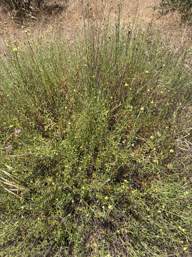 Monardella viminea, photograph 5