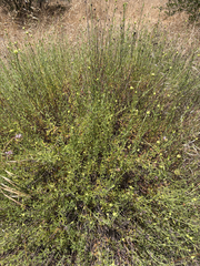 Monardella viminea, photograph (c) Rachel Allingham, some rights reserved (CC BY)