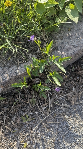 Viola egglestonii, photograph 4