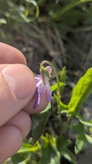 Viola egglestonii, photograph author not stated, no rights reserved
