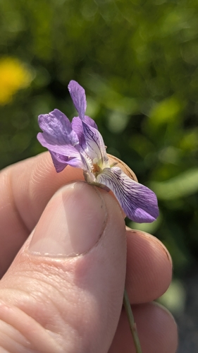 Viola egglestonii, photograph 6