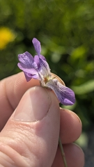 Viola egglestonii, photograph author not stated, no rights reserved