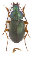 Chlaenius lithophilus