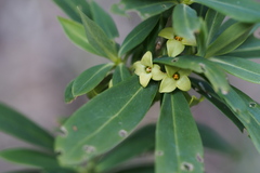 Daphne pseudomezereum