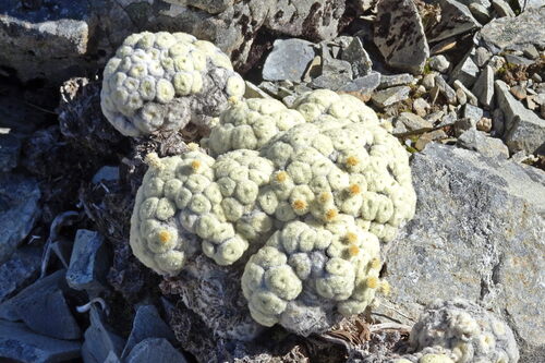 Haastia pulvinaris, photograph 4