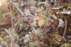 Prosternon bombycinum