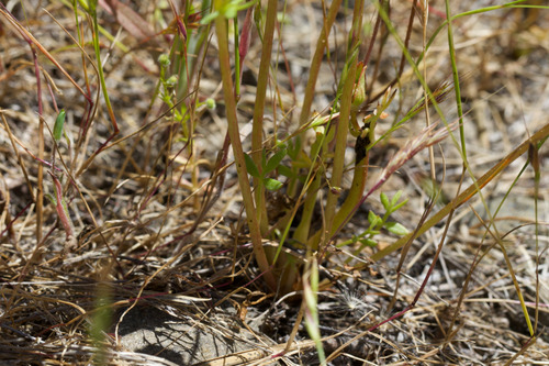 Limnanthes alba, photograph 2