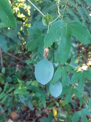 Passiflora eichleriana