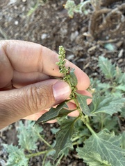 Blitum californicum