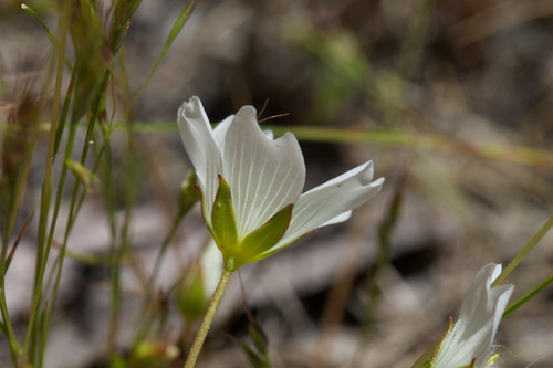Limnanthes alba, photograph 3