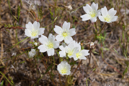 Limnanthes alba