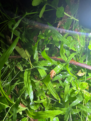Common Shrub Frog