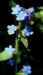 Microula sikkimensis