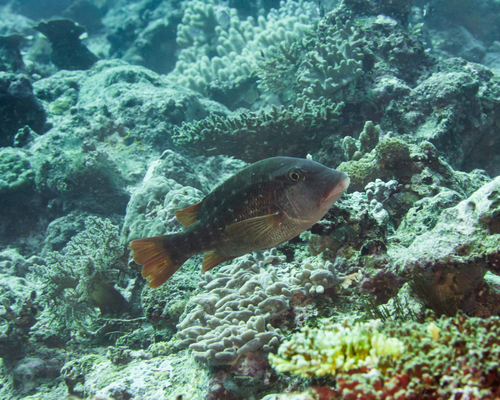 Orange-finned emperor (Lethrinus erythracanthus) — Lethrinidae