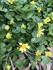 Ficaria verna