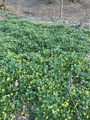 Ficaria verna