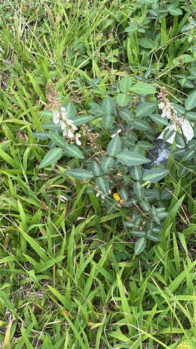 Desmodium uncinatum observed 2026-05-19