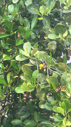 Eugenia brasiliensis observed 2026-05-19
