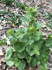 Alliaria petiolata