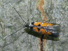 Chrysoclista linneella
