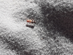 Psenocerus supernotatus