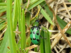 Diabrotica decempunctata