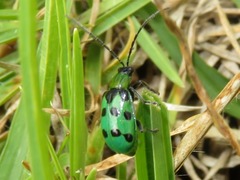 Diabrotica decempunctata