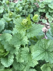 Alliaria petiolata