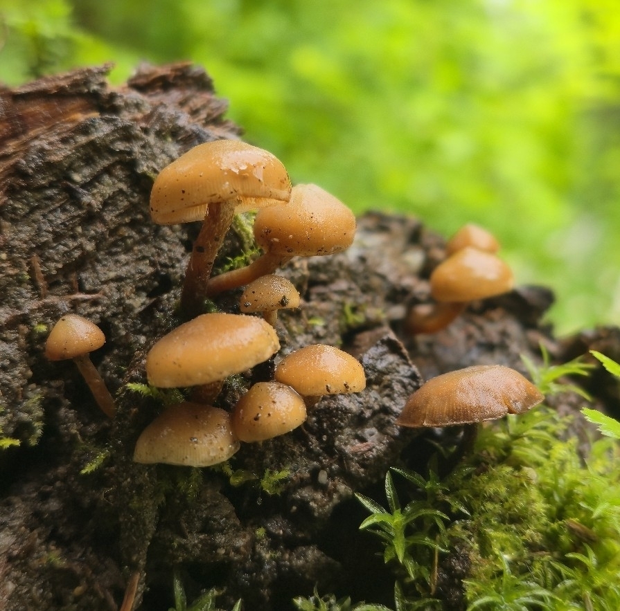 False Funeral Bell · May 2026 · photo: Photo: no rights reserved · iNaturalist