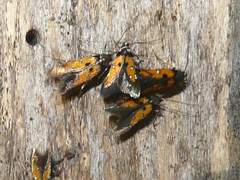 Chrysoclista linneella