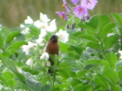 Diglossa brunneiventris