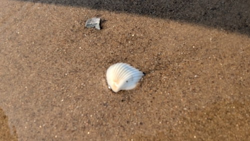 Tegillarca granosa observed 2026-05-18
