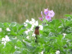 Diglossa brunneiventris