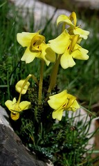 Pedicularis longiflora