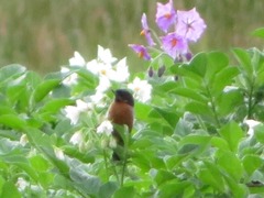 Diglossa brunneiventris