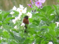 Diglossa brunneiventris