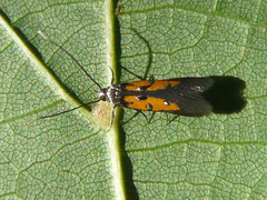 Chrysoclista linneella