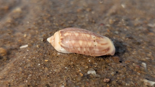 Agaronia gibbosa observed 2026-05-18