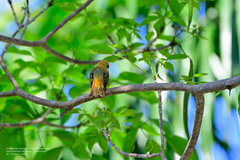 Piranga rubra