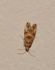 Lobesia transtrifera