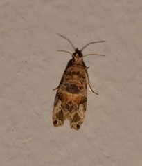 Lobesia transtrifera